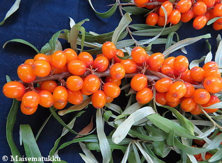 Hippophae rhamnoides 'Pertsik', tyrni